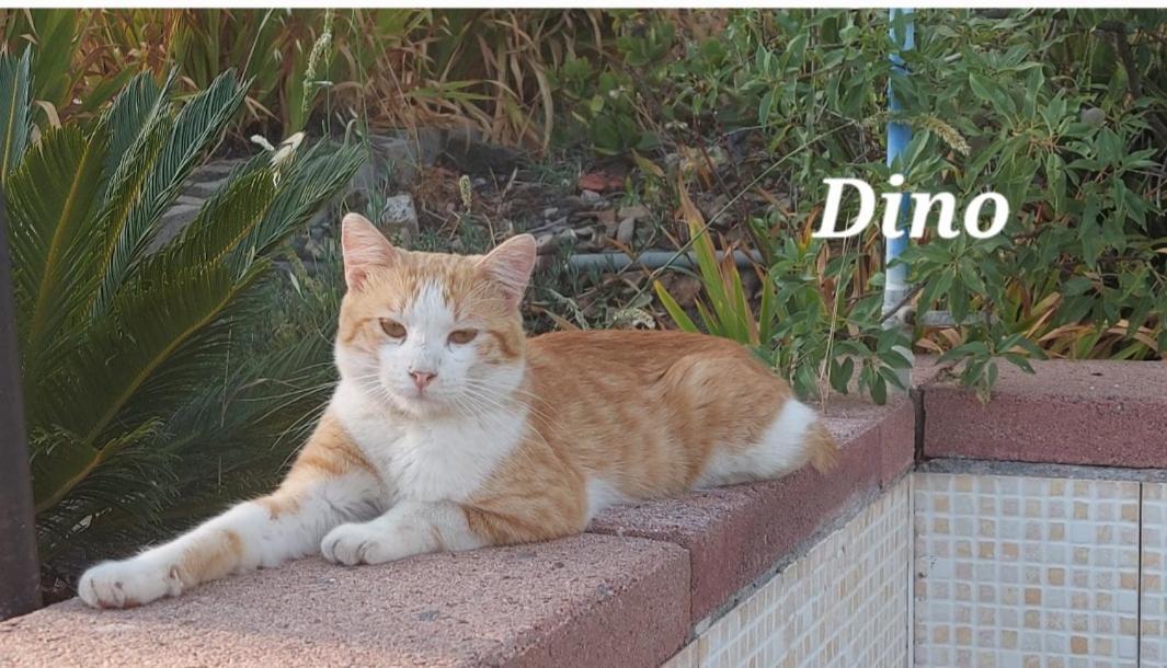 Sa Domu 'E Pisittu Daire Iglesias Dış mekan fotoğraf